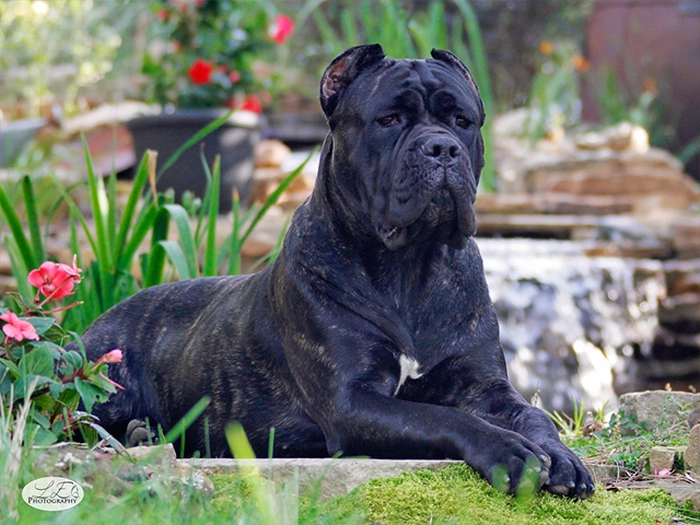 نژاد کن کورسو Cane Corso
