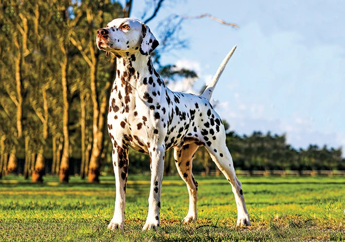 نژاد دالمیشن Dalmatian