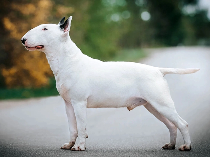 نژاد بول تریر Bull Terrier