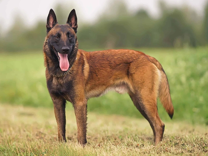 نژاد بلژین مالینویز Belgian Malinois