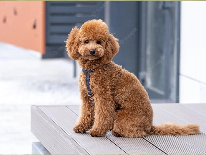 نژاد پودل مینیاتوری Poodle - Miniature