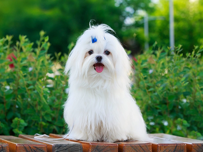 نژاد مالتیز Maltese