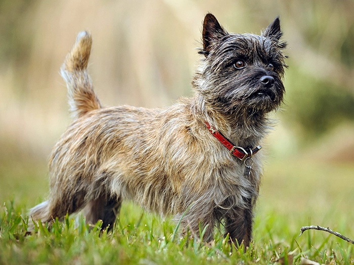 نژاد کی رن تریر Cairn Terrier