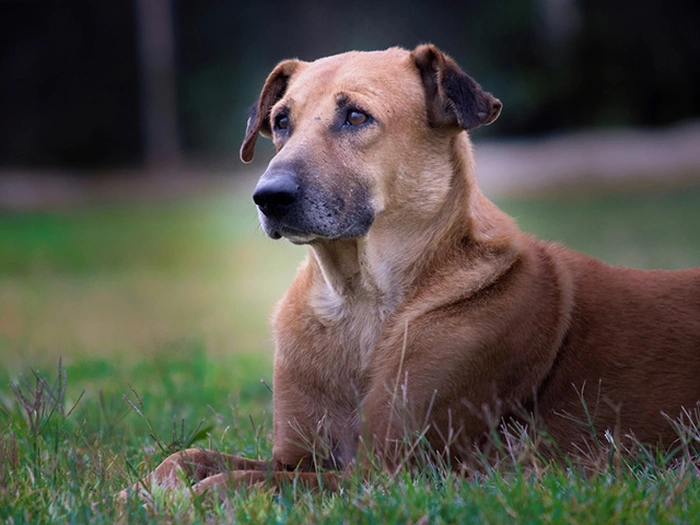 نژاد شینوک Chinook