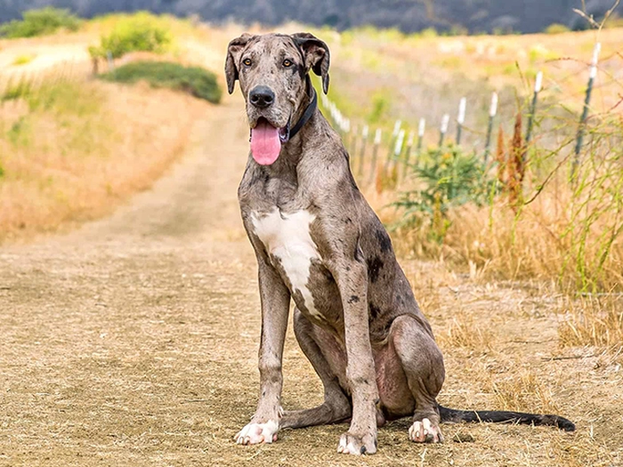 نژاد گریت دین Great Dane