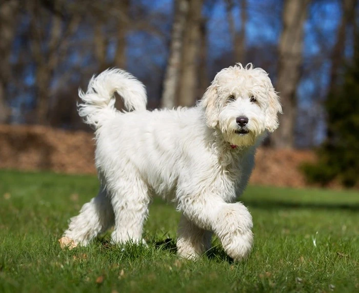 نژاد لابرادودل Labradoodle