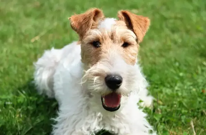 نژاد وایرهر فاکس تریر Wire Hair Fox Terrier