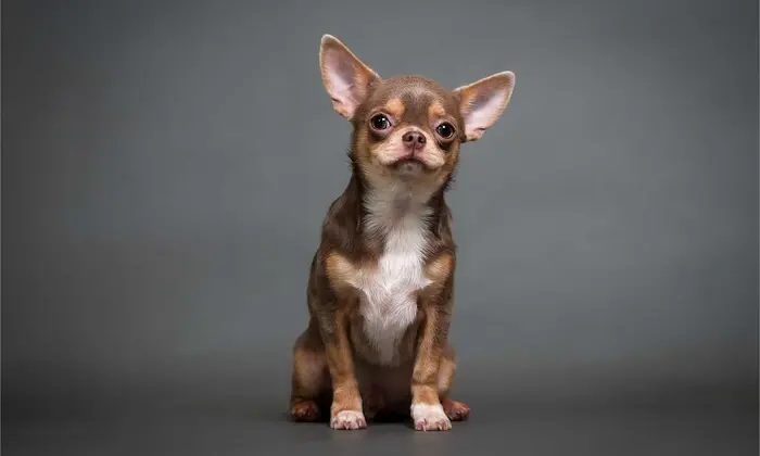 نژاد چی واوا Chihuahua