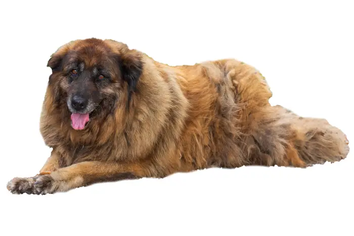 نژاد پرتگیز شپرد Portuguese Shepherd