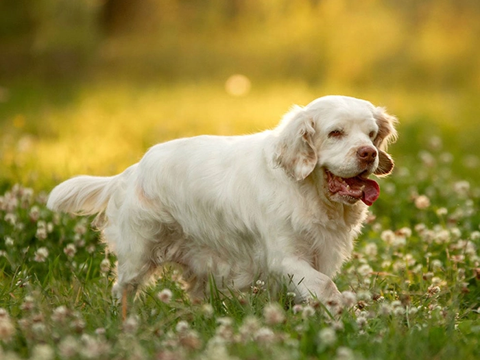 نژاد کلامبر اسپانیل Clumber Spaniel