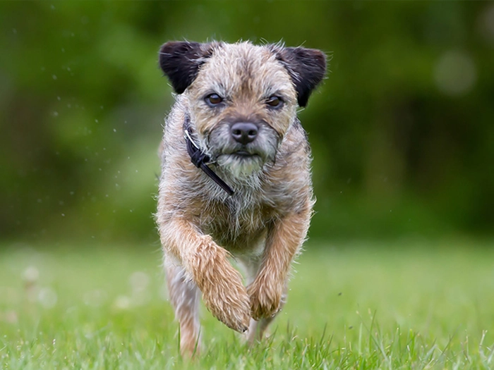 نژاد بردر تریر Border Terrier