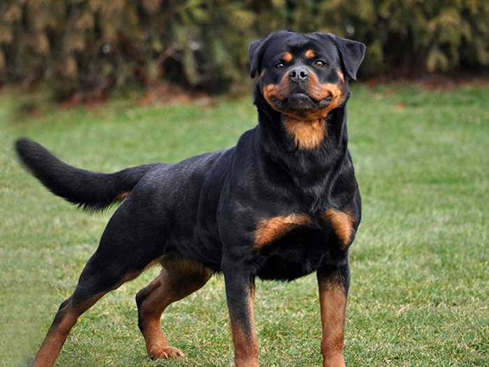 نژاد روتوایلر Rottweiler