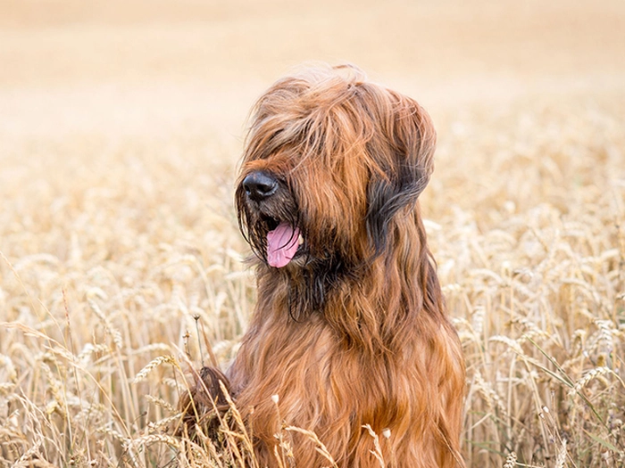 نژاد بریارد Briard