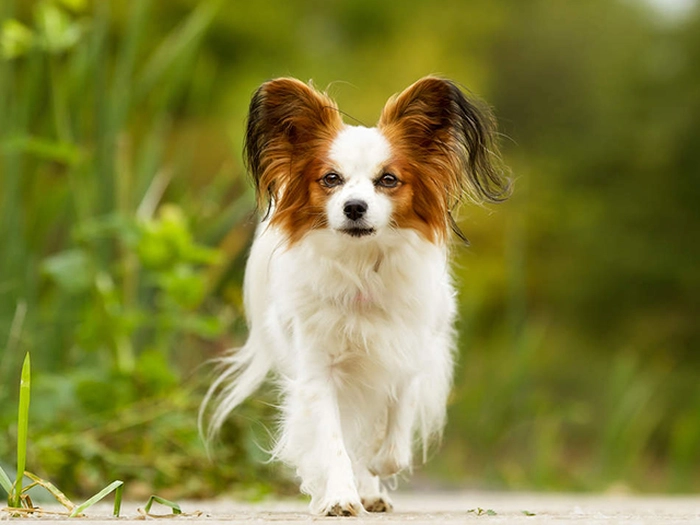 نژاد پاپیلون Papillon