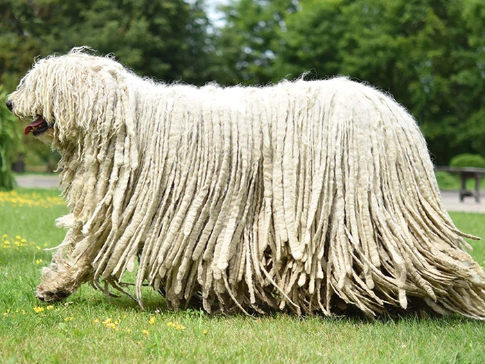 نژاد کمندور Komondor