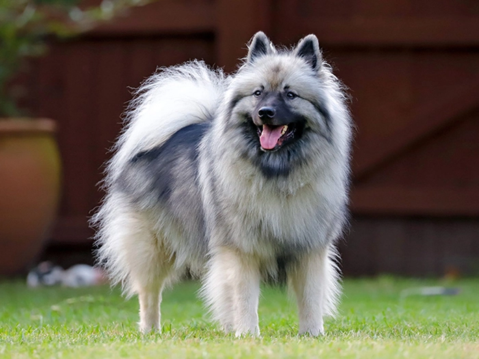 نژاد کیزهاند Keeshond
