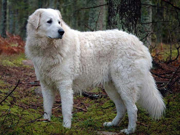 نژاد کوواز Kuvasz