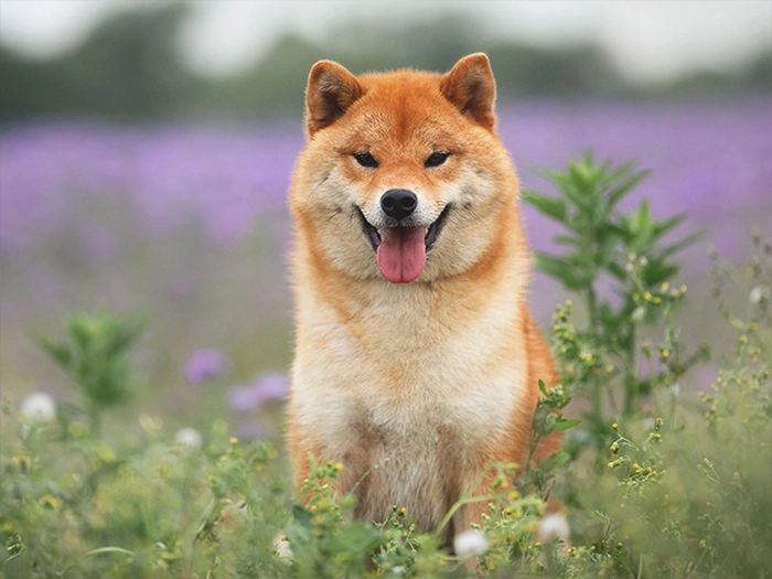 نژاد شیبا اینو Shiba Inu