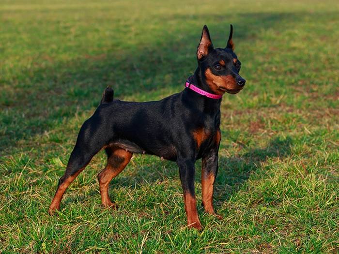 نژاد مینیاتور پینچر Miniature Pinscher