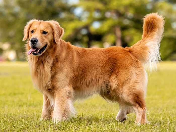 نژاد گلدن رتریور Golden Retriever