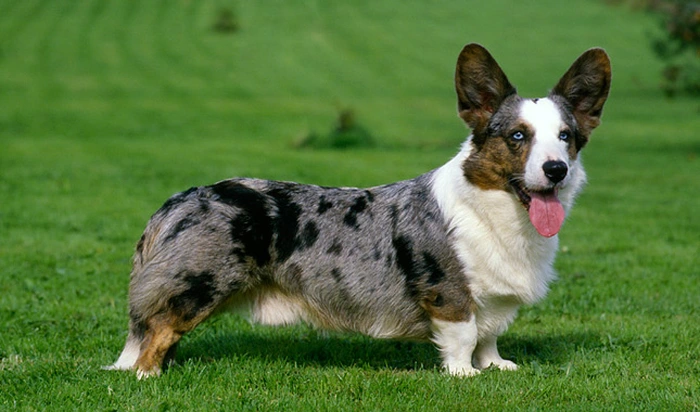 نژاد کاردیگن ولش کرگی Cardigan Welsh Corgi