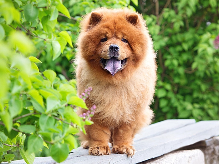نژاد چاو چاو Chow Chow