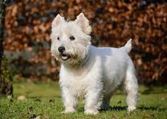 نژاد وست هایلند وایت تریر West Highland White Terrier