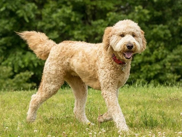 نژاد گلدن دودل Goldendoodle