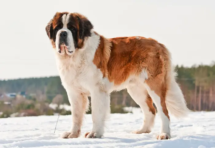 نژاد سنت برنارد Saint Bernard