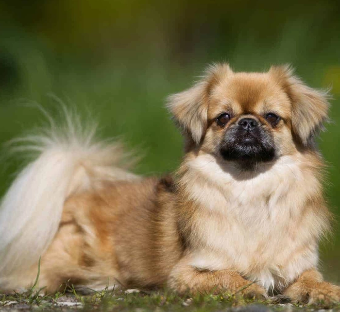 نژاد تیبتن اسپانیل Tibetan Spaniel