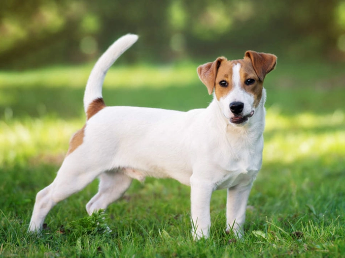 نژاد جک راسل تریر Jack Russell Terrier