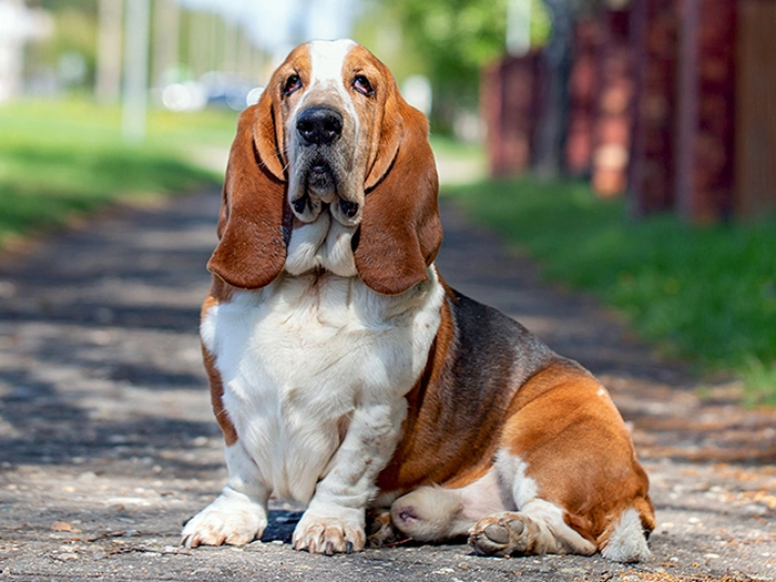 نژاد باست هاند Basset Hound