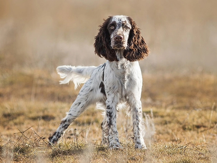 نژاد انگلیش اسپرینگر اسپانیل English Springer Spaniel