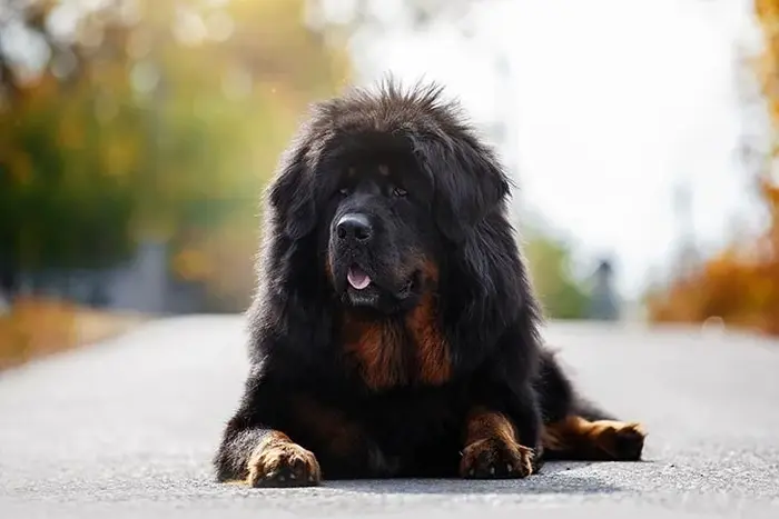 نژاد تیبتن ماستیف Tibetan Mastiff