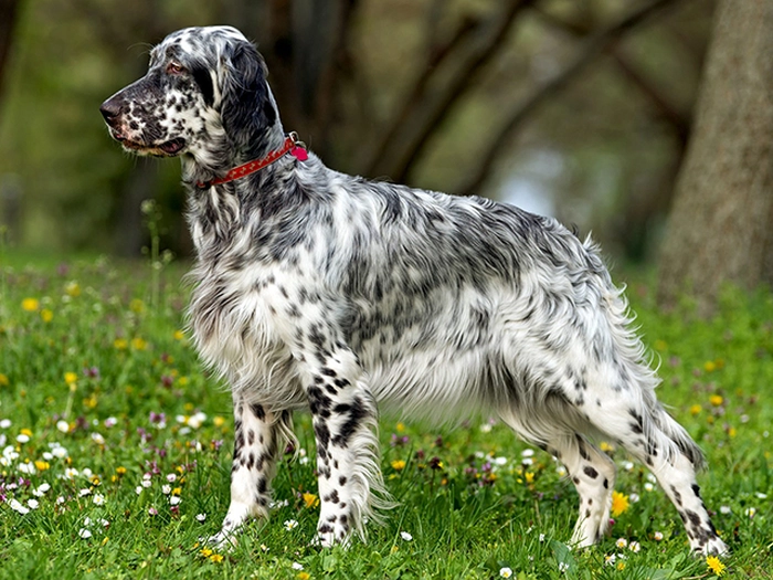 نژاد انگلیش ستر English Setter