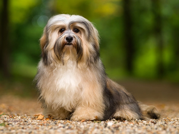 نژاد هاوانیز Havanese