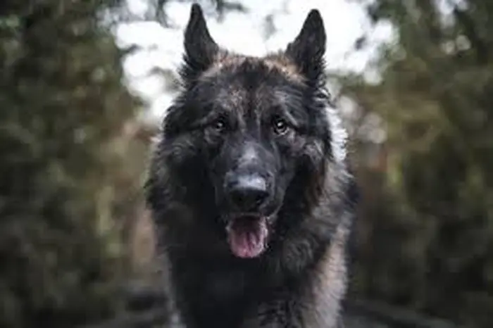 نژاد شایلو شپرد Shiloh Shepherd