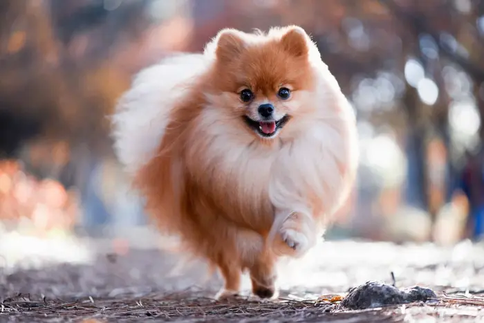نژاد پامرانین Pomeranian
