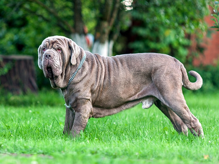 نژاد نیپلین ماستیف Neapolitan Mastiff