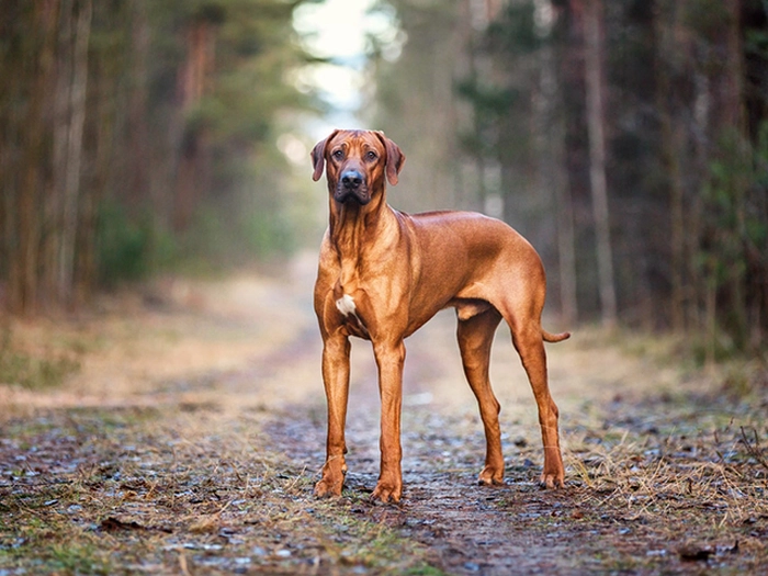 نژاد ردیژن ریدج بک Rhodesian Ridgeback