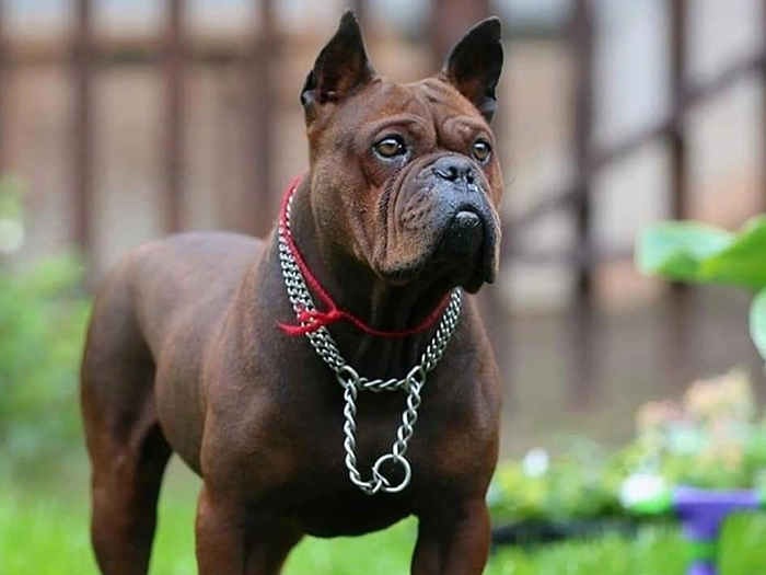 نژاد چاینیز چونگ کینگ داگ Chinese Chongqing dog