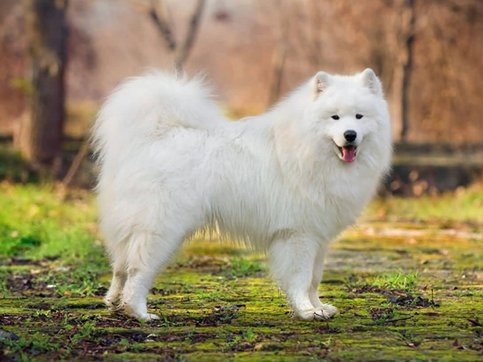 نژاد سامویید Samoyed