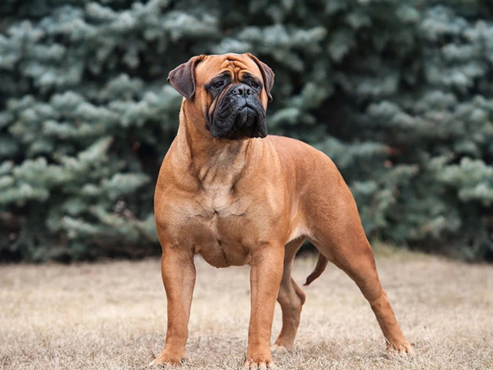 نژاد بول ماستیف Bullmastiff