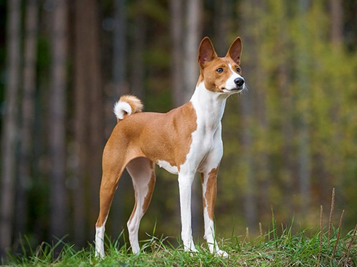 نژاد باسنجی Basenji