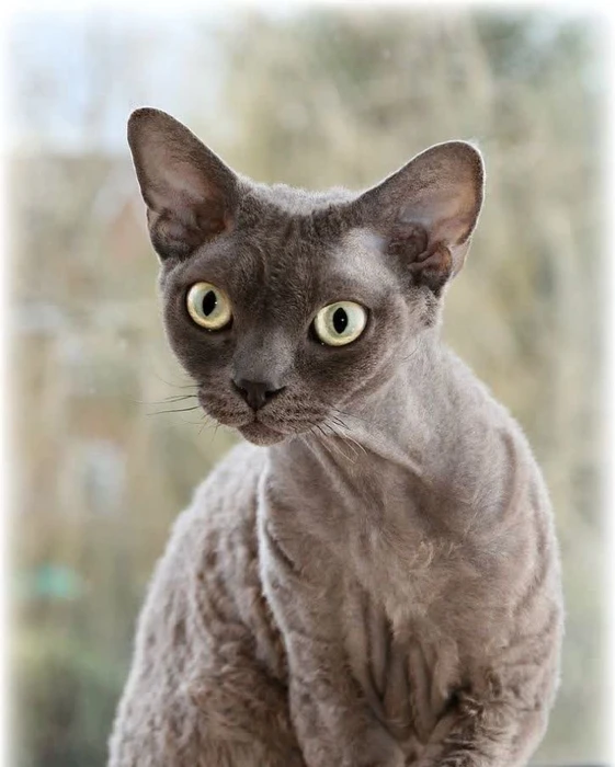 نژاد دِوُن رِکس (Devon Rex)