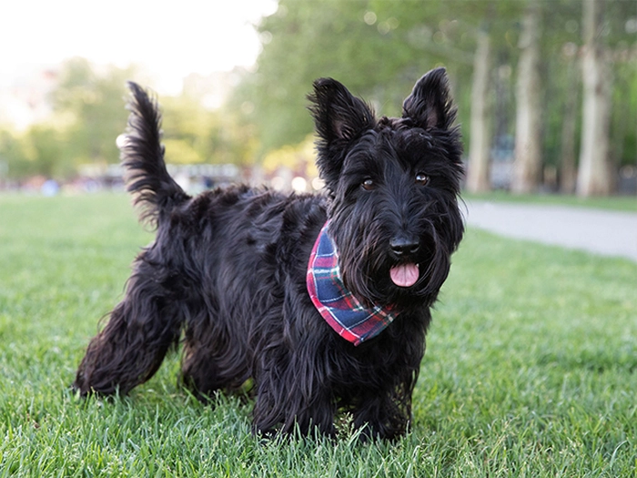 نژاد اسکاتیش تریر Scottish Terrier