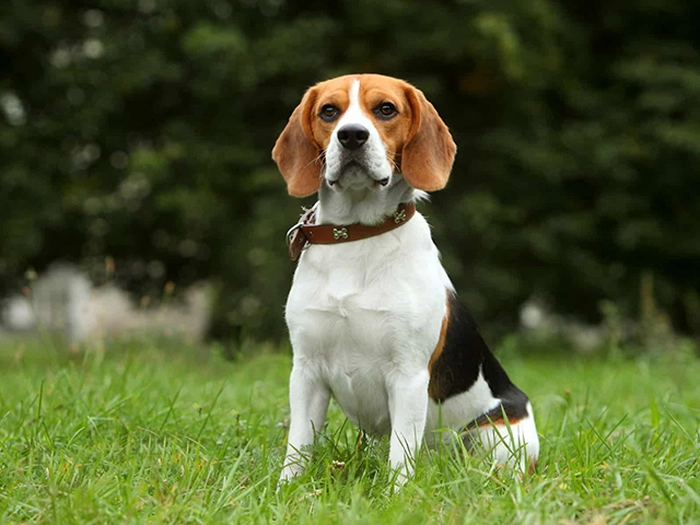 نژاد بیگل Beagle