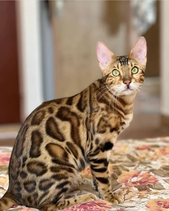 نژاد بنگال Bengal