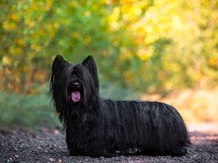 نژاد اسکای تریر Skye Terrier