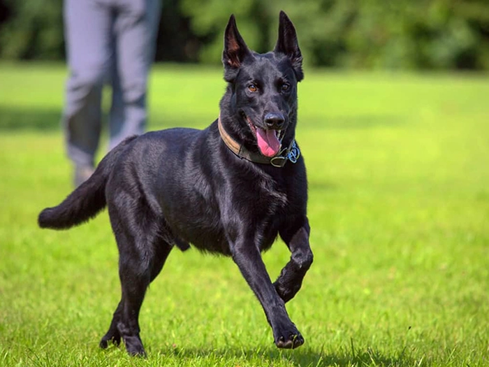 نژاد بلژین شپرد Belgian Shepherd
